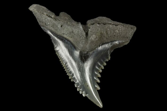 Snaggletooth Shark (Hemipristis) Tooth - Aurora, NC #180150